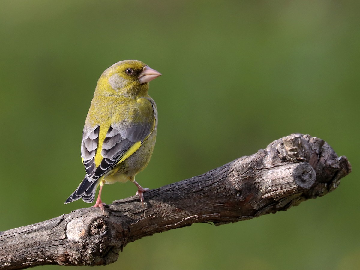 European Greenfinch - Francisco Barroqueiro