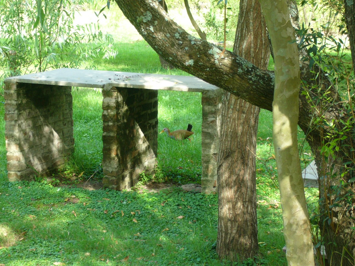 Giant Wood-Rail - ML313051561