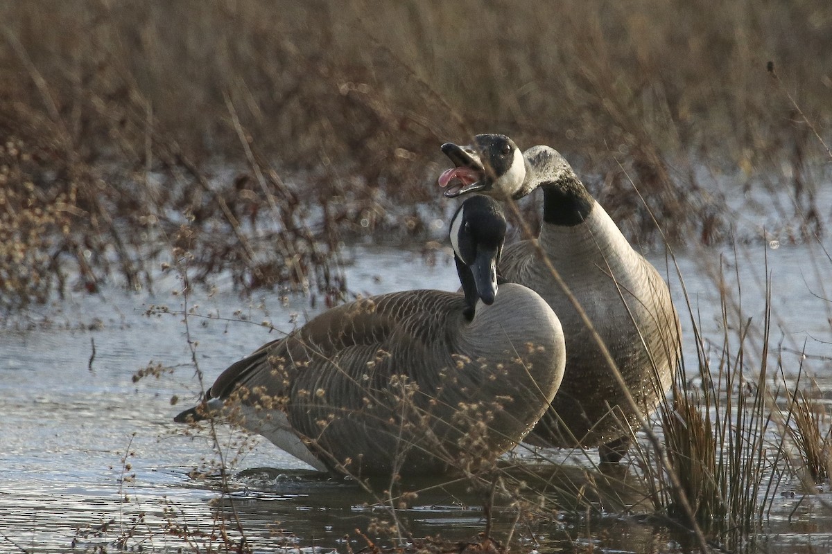 Canada Goose - ML313052961