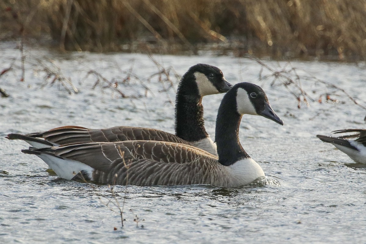 Canada Goose - ML313053001