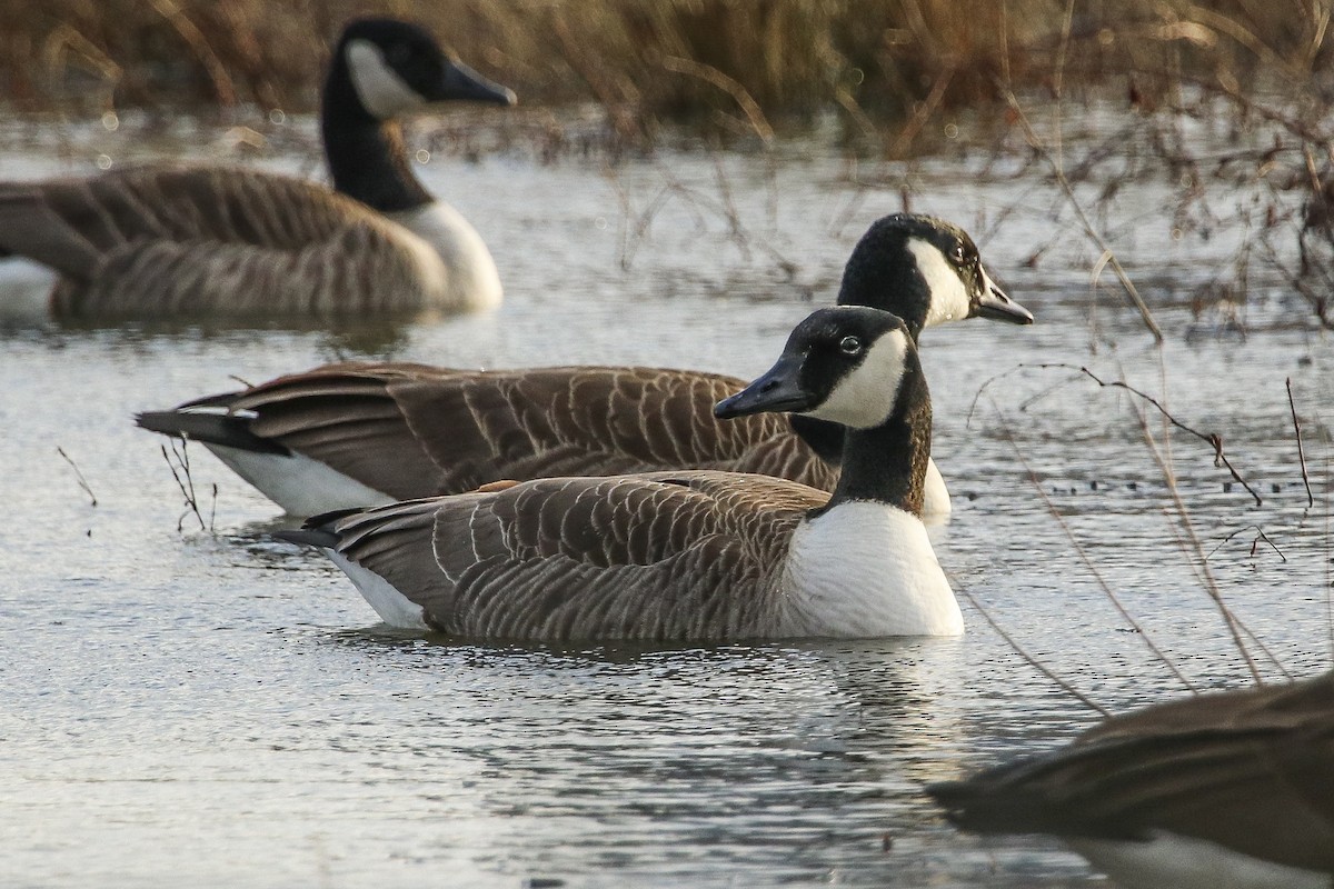 Canada Goose - ML313053151