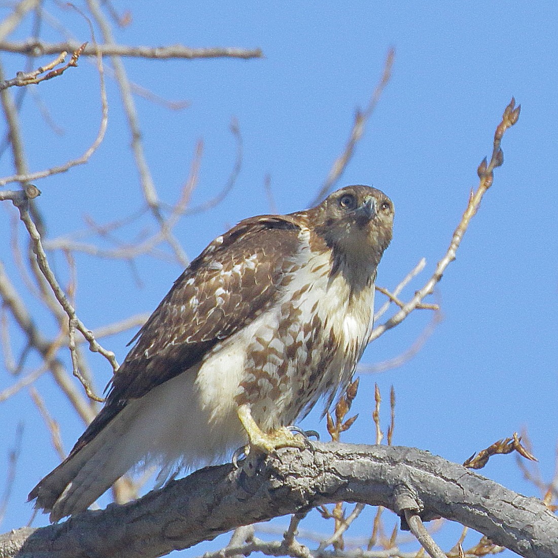 Red-tailed Hawk - ML313053201