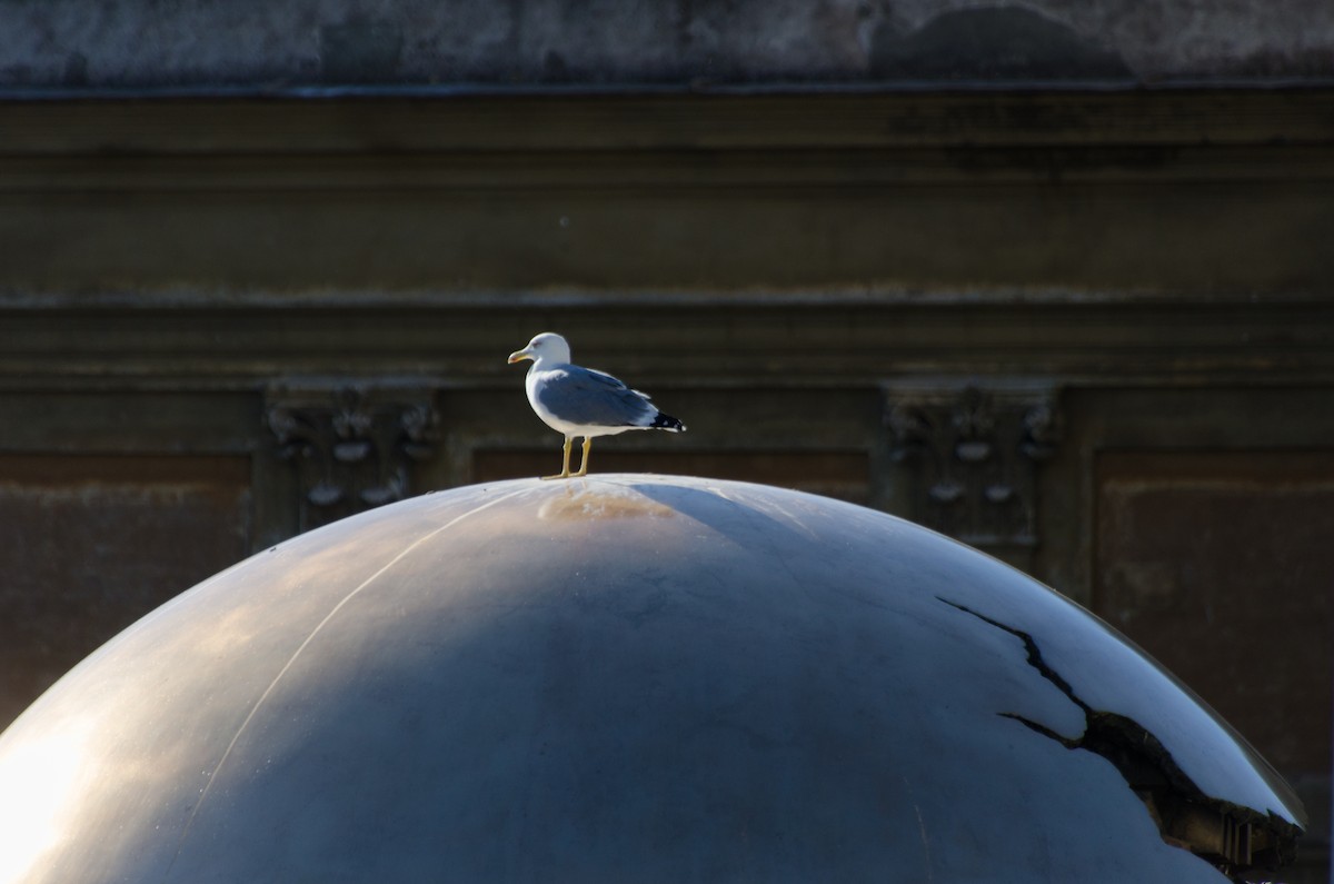 Yellow-legged Gull - ML313053271