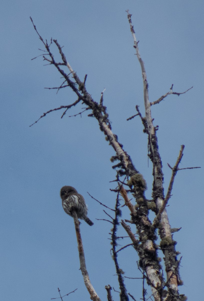 Northern Pygmy-Owl - ML313053921