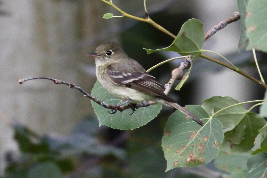 Western Flycatcher (Cordilleran) - ML313056291