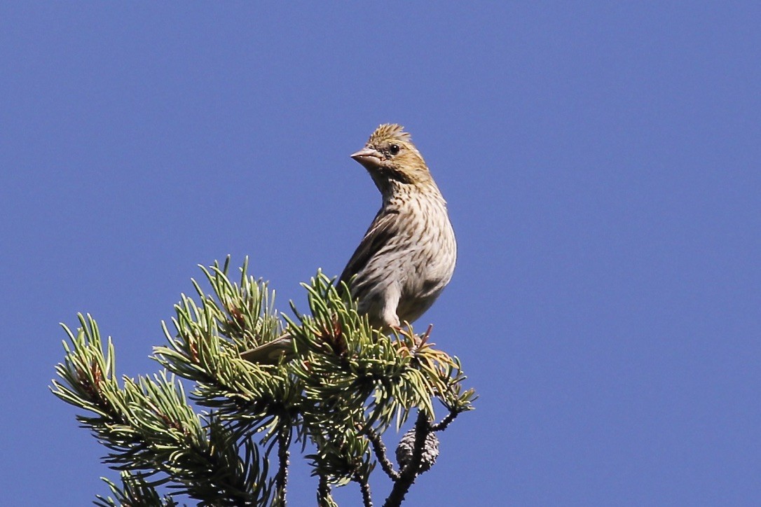 Cassin's Finch - ML313057781