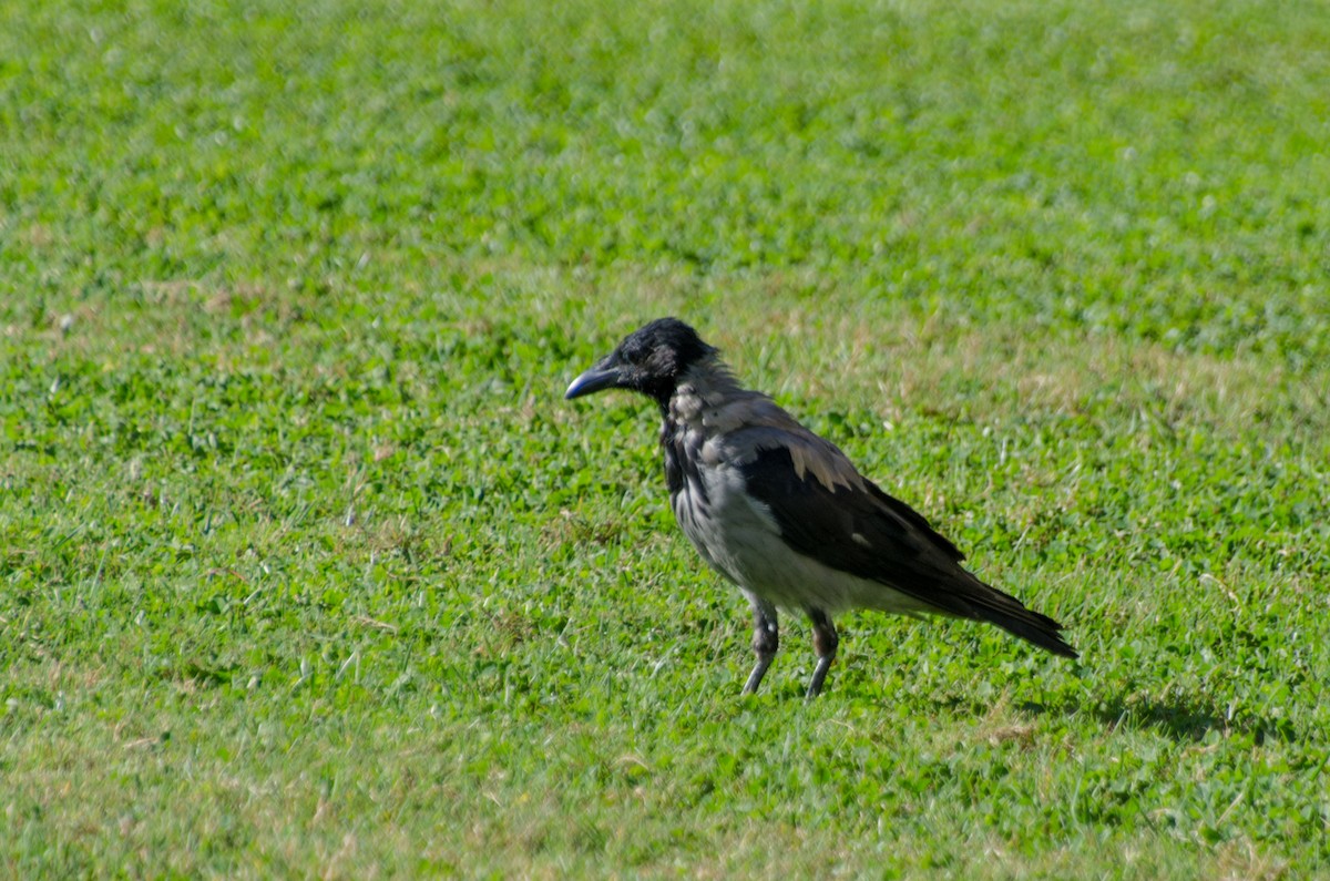 Hooded Crow - ML313060431