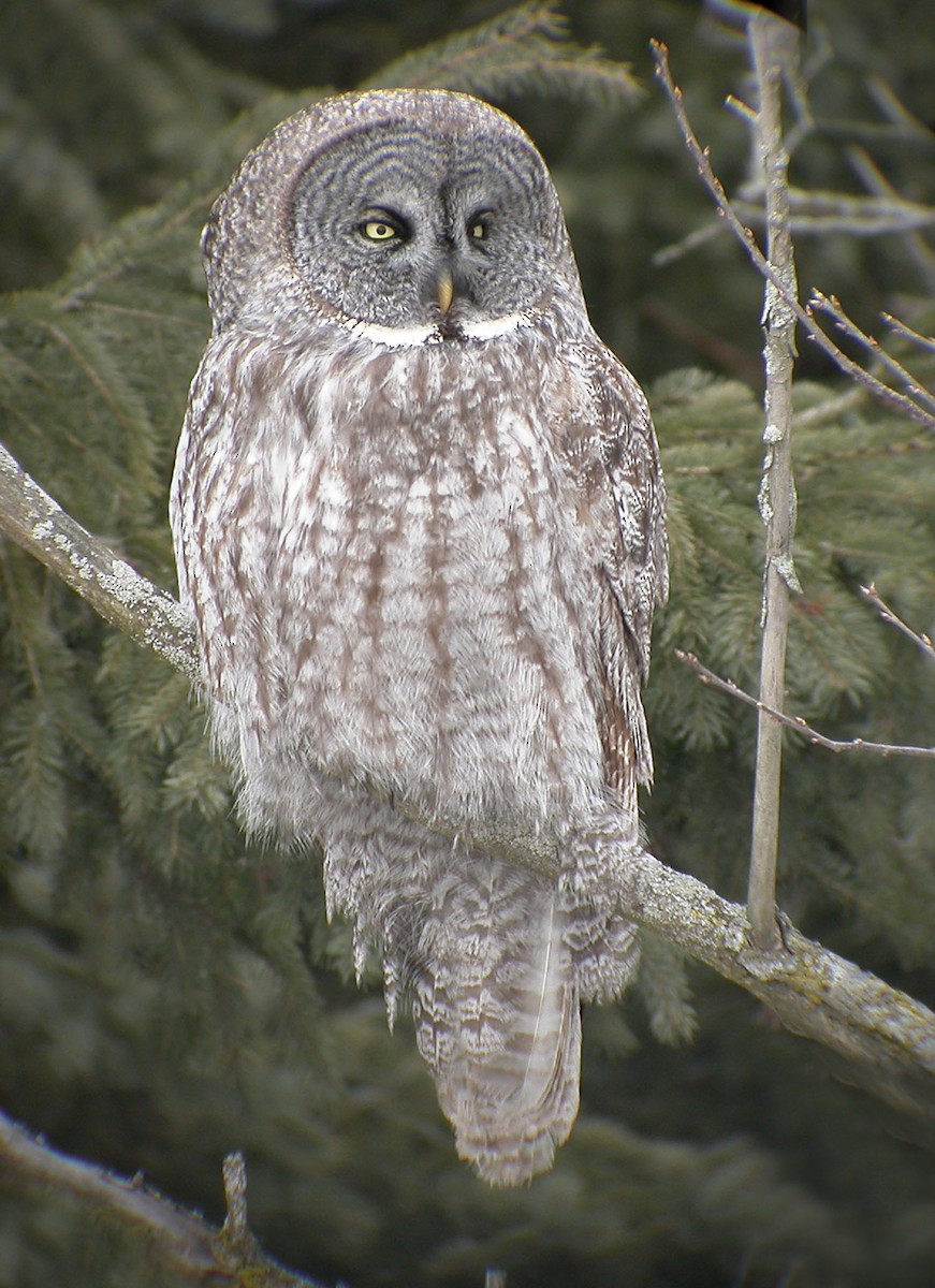 Great Gray Owl - ML313061161