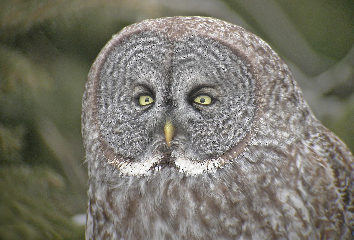 Great Gray Owl - ML313061241