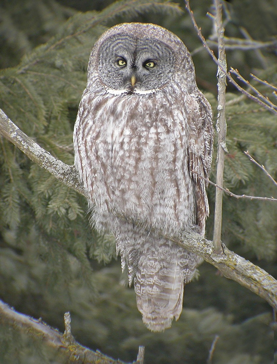 Great Gray Owl - ML313061311