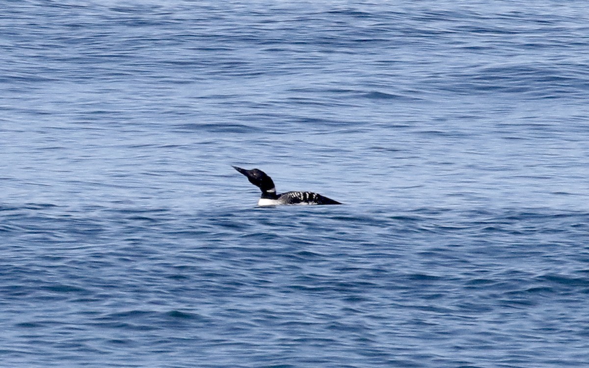 Common Loon - John Bruin