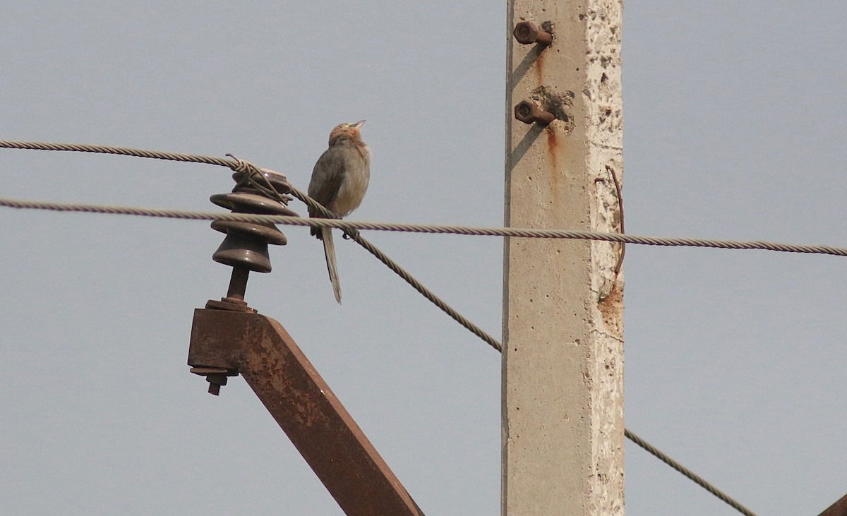 Large Gray Babbler - Carlos  Pedro