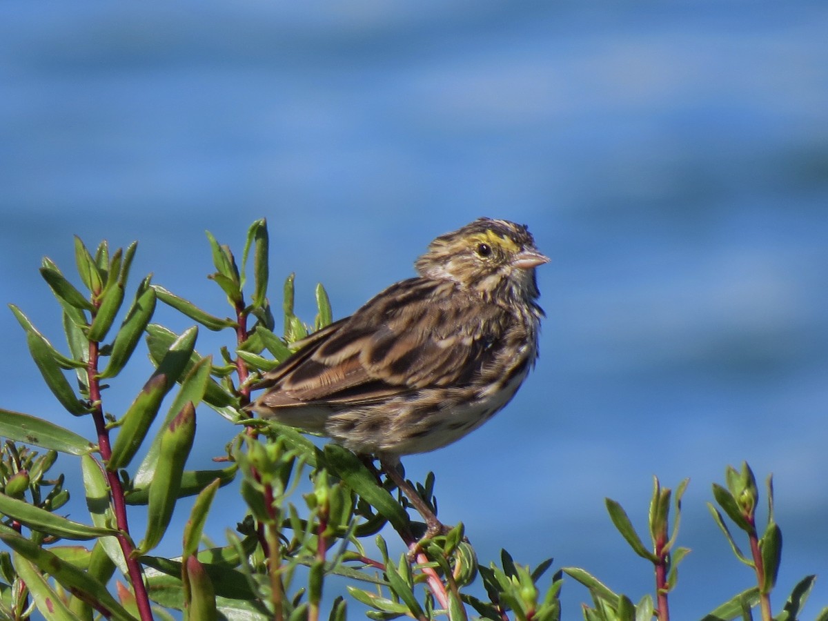 Savannah Sparrow - David Assmann