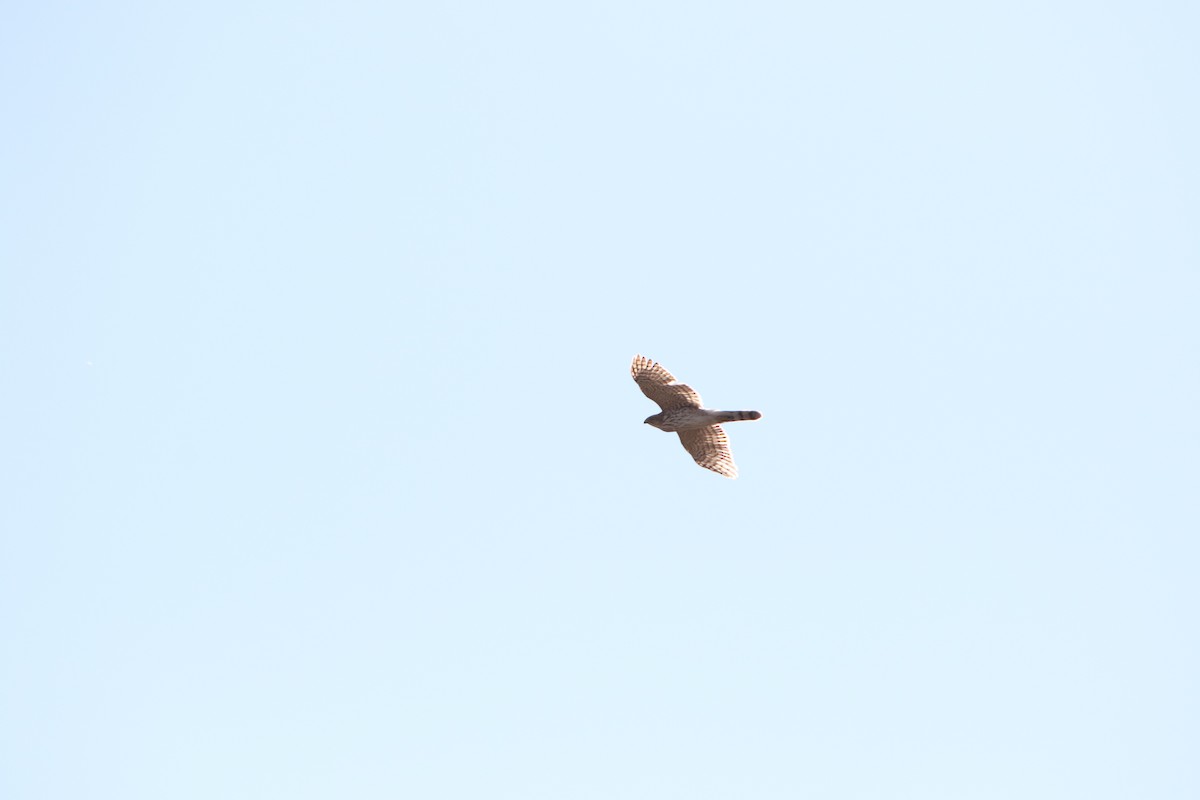 Cooper's Hawk - ML313065201