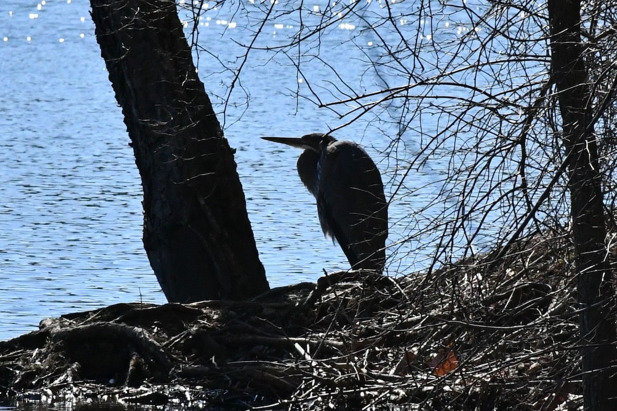 Great Blue Heron - ML313068271