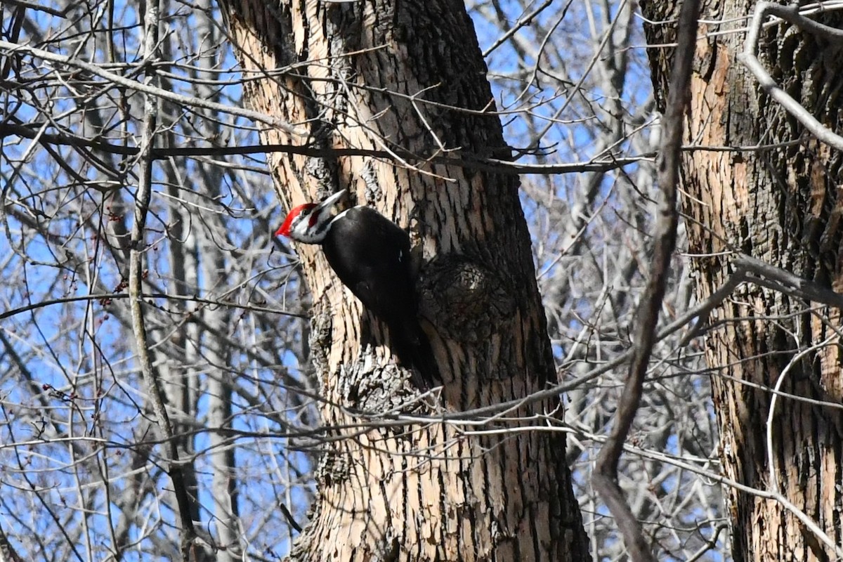 Pileated Woodpecker - ML313068581