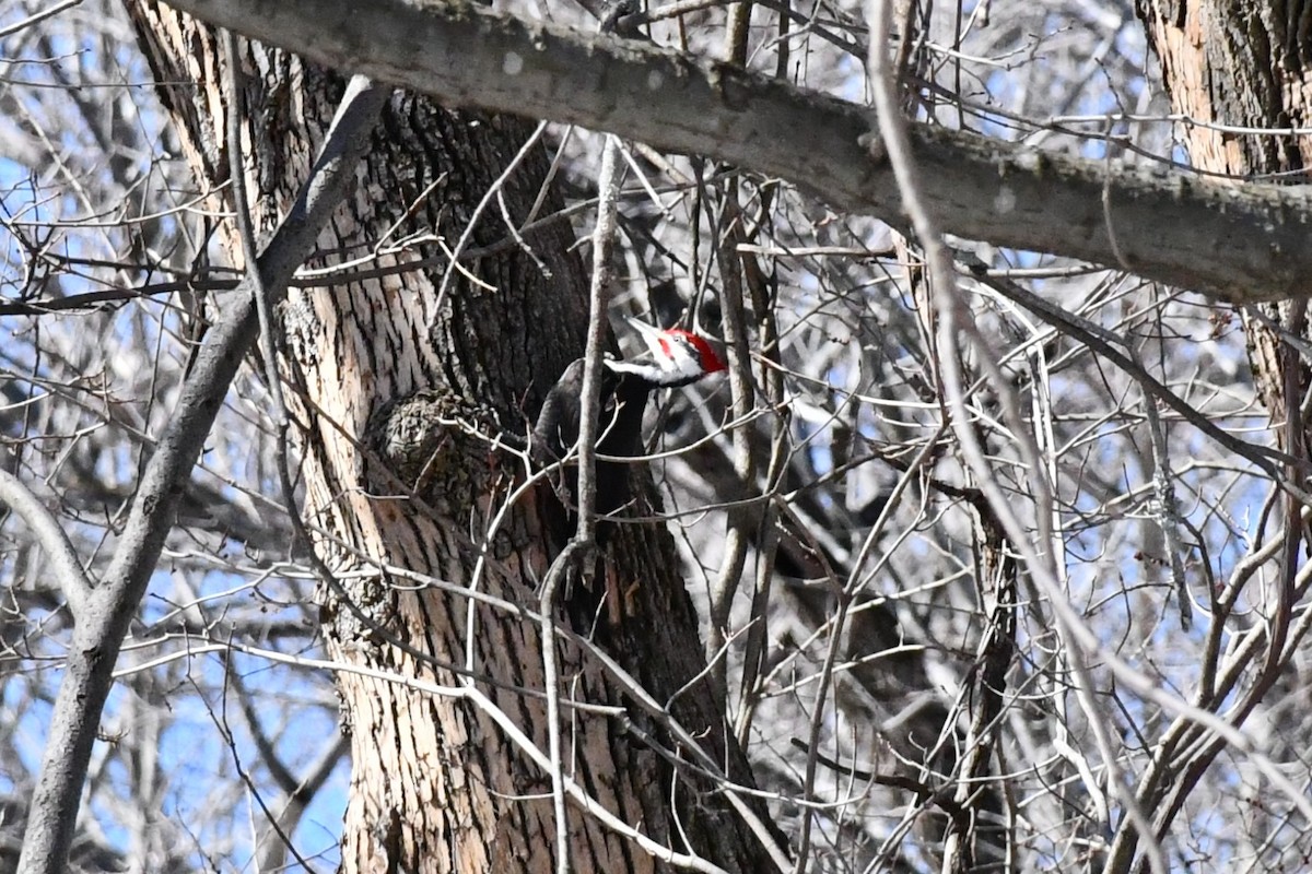 Pileated Woodpecker - ML313068631