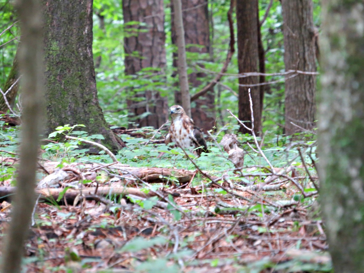 Red-tailed Hawk - ML31307001