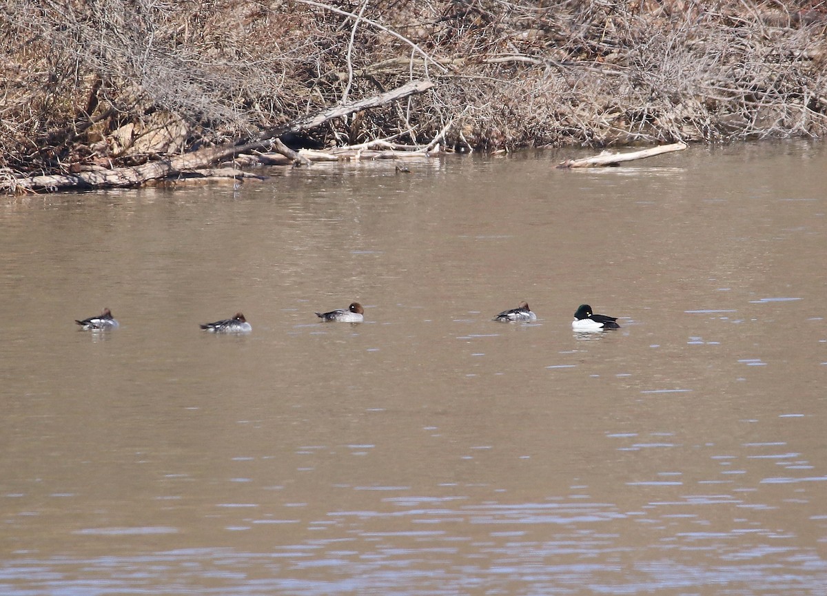 Common Goldeneye - ML313071701