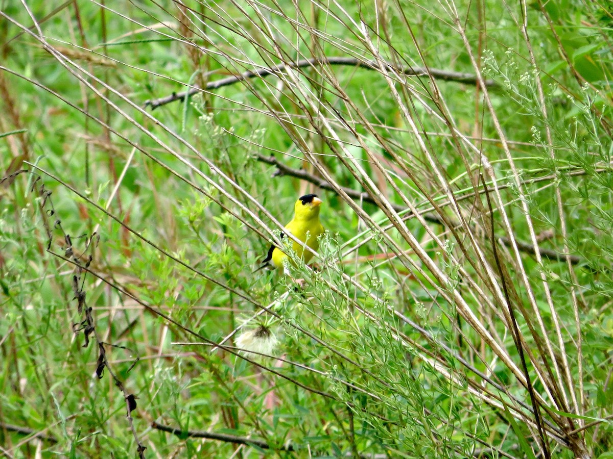 American Goldfinch - ML31307341