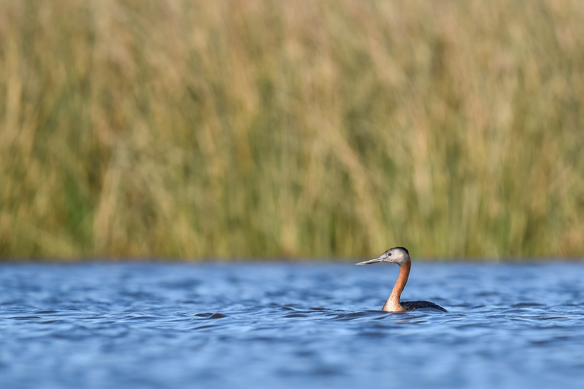 Great Grebe - ML313073971