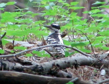 Hairy Woodpecker - ML31307521