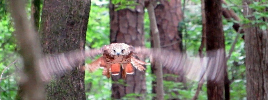 Rotschwanzbussard - ML31307531