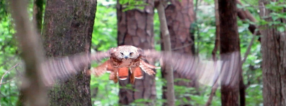 Red-tailed Hawk - ML31307531