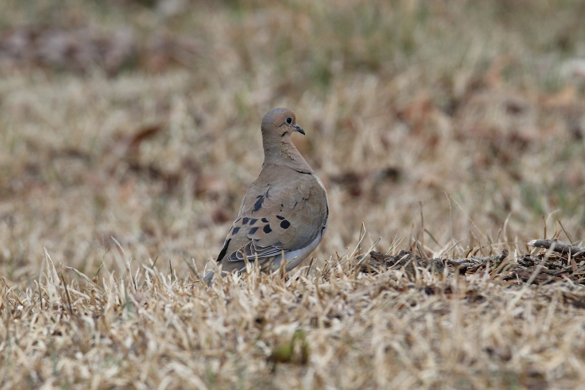 Mourning Dove - George Dokes