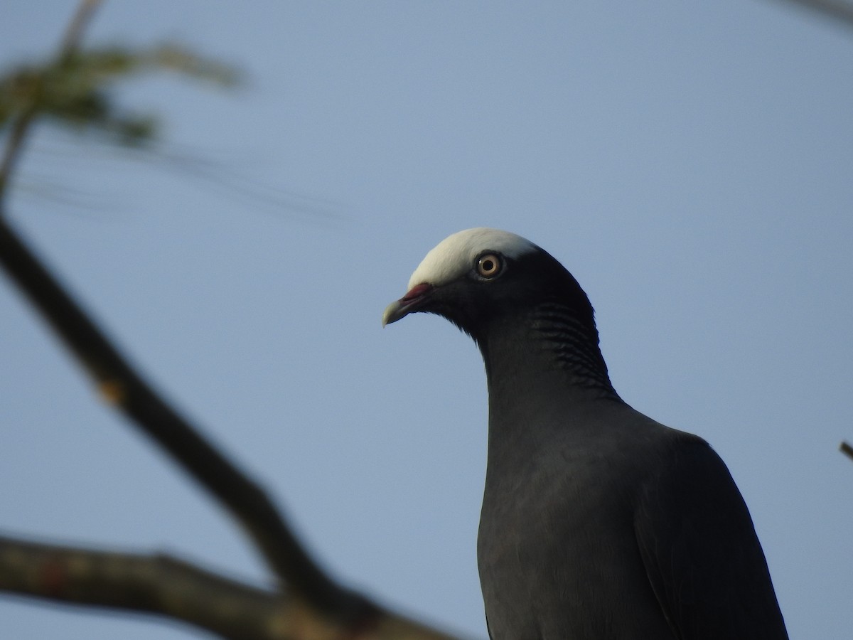 White-crowned Pigeon - ML313075801