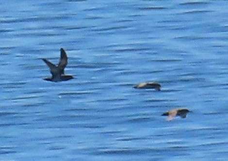 Procellariidae sp. (shearwater sp.) - ML313076651