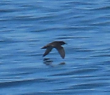 Procellariidae sp. (shearwater sp.) - ML313076671