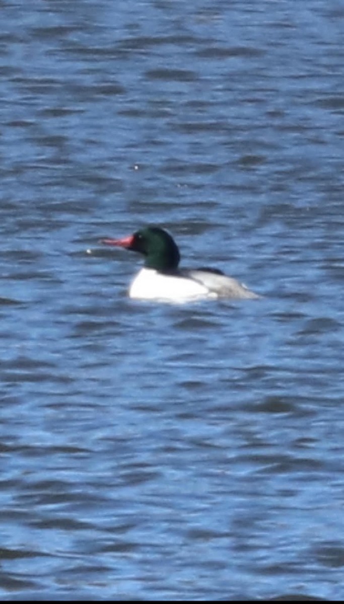 Common Merganser - ML313077281