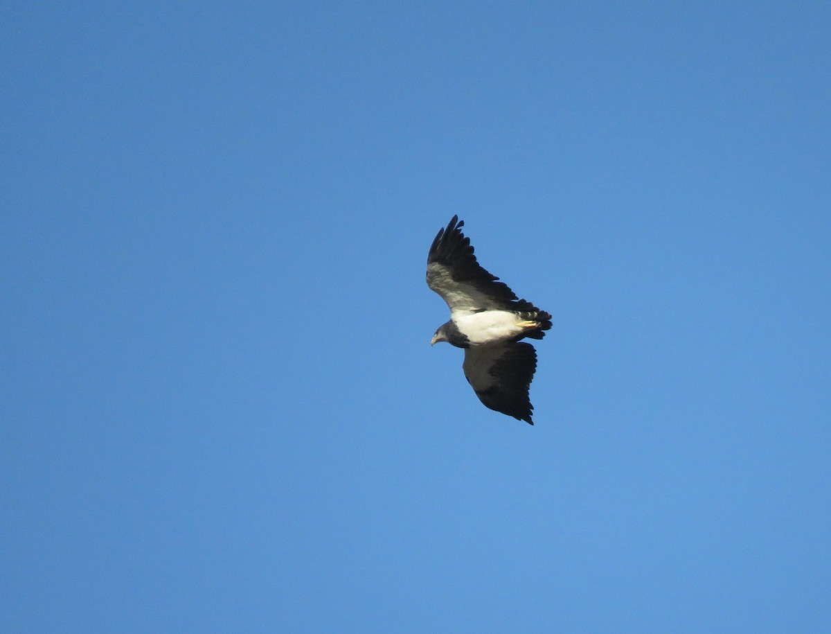 Black-chested Buzzard-Eagle - ML313078081