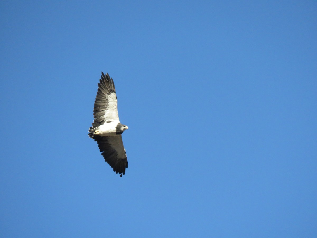 Black-chested Buzzard-Eagle - ML313078591