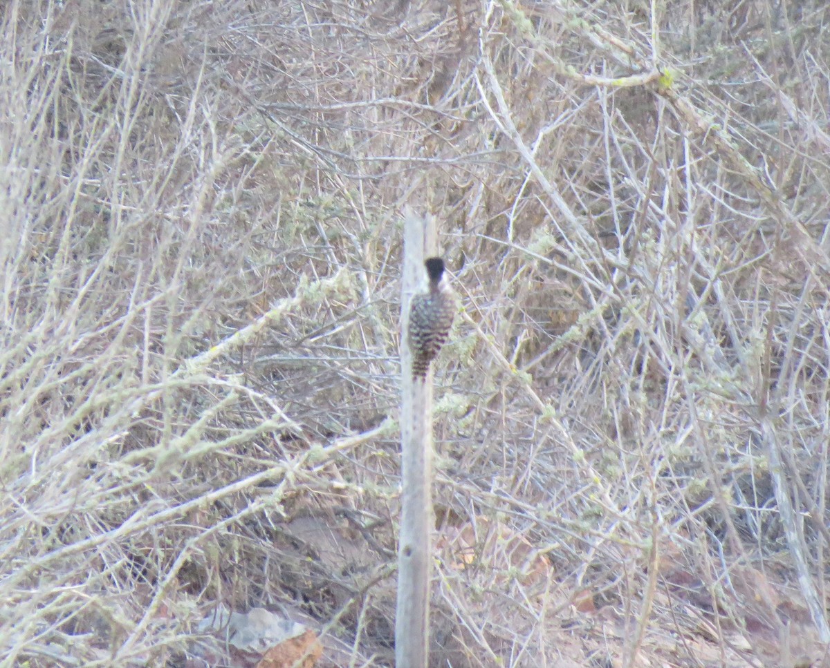 Striped Woodpecker - ML313078661