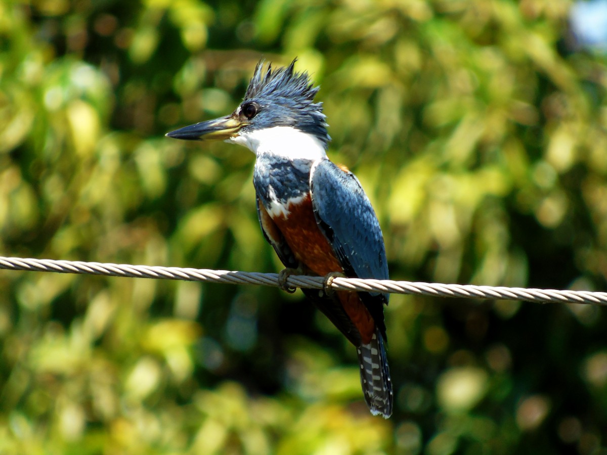 Ringed Kingfisher - ML313078761