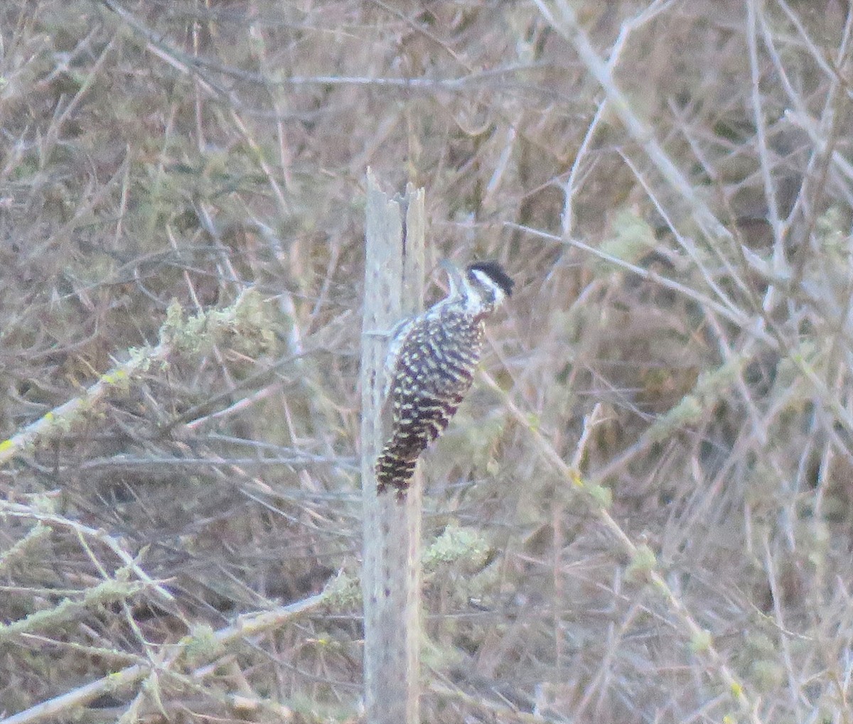 Striped Woodpecker - ML313078991