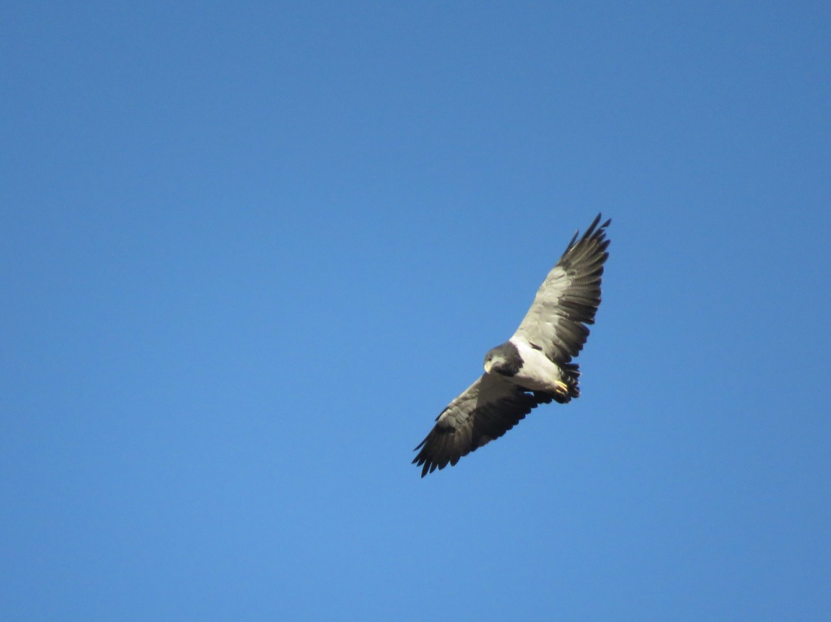 Black-chested Buzzard-Eagle - ML313079141