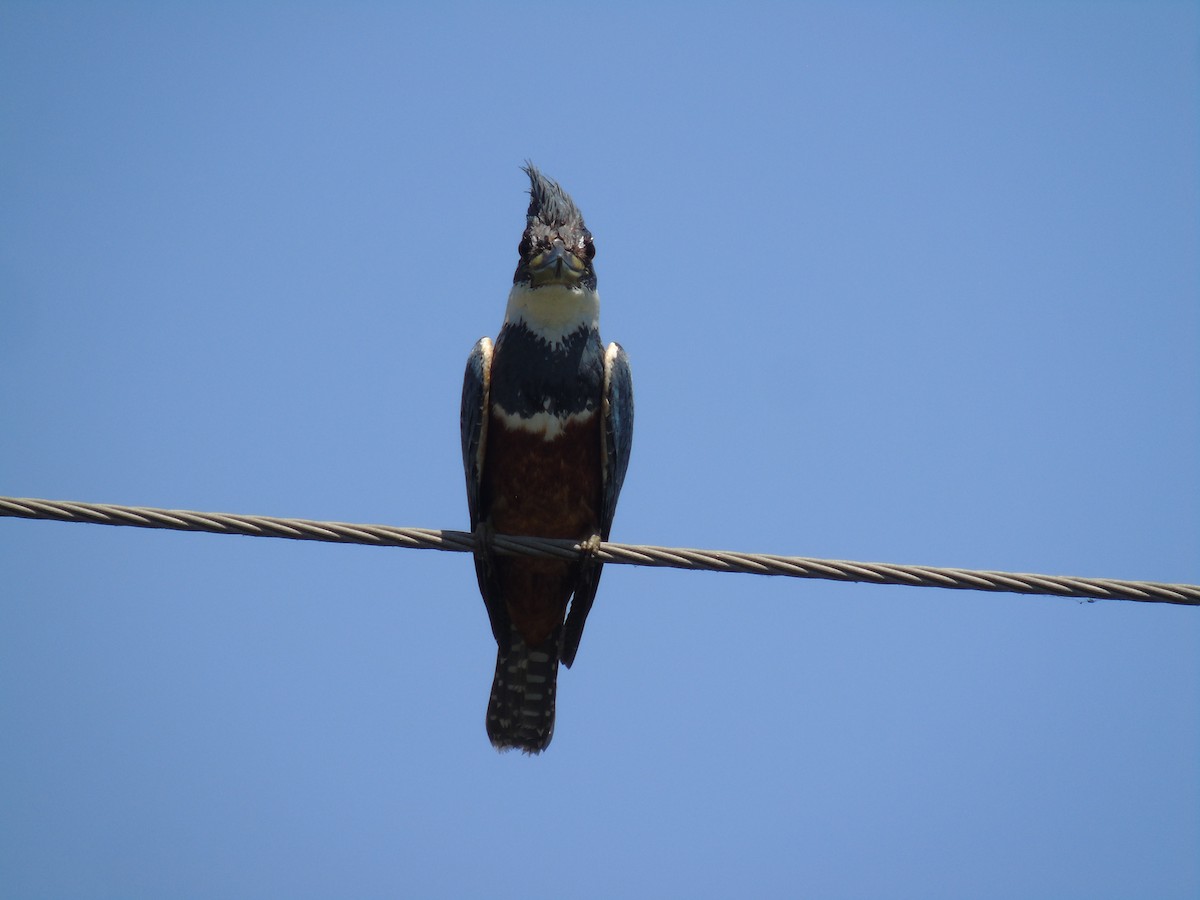 Ringed Kingfisher - ML313079251