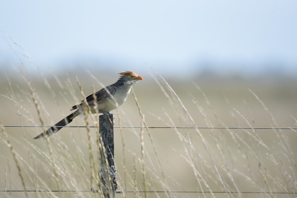 Guira Cuckoo - ML313081801