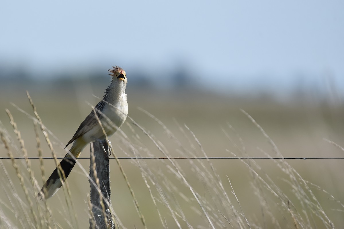 Guira Cuckoo - ML313081821