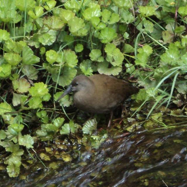 Plumbeous Rail - ML313083391