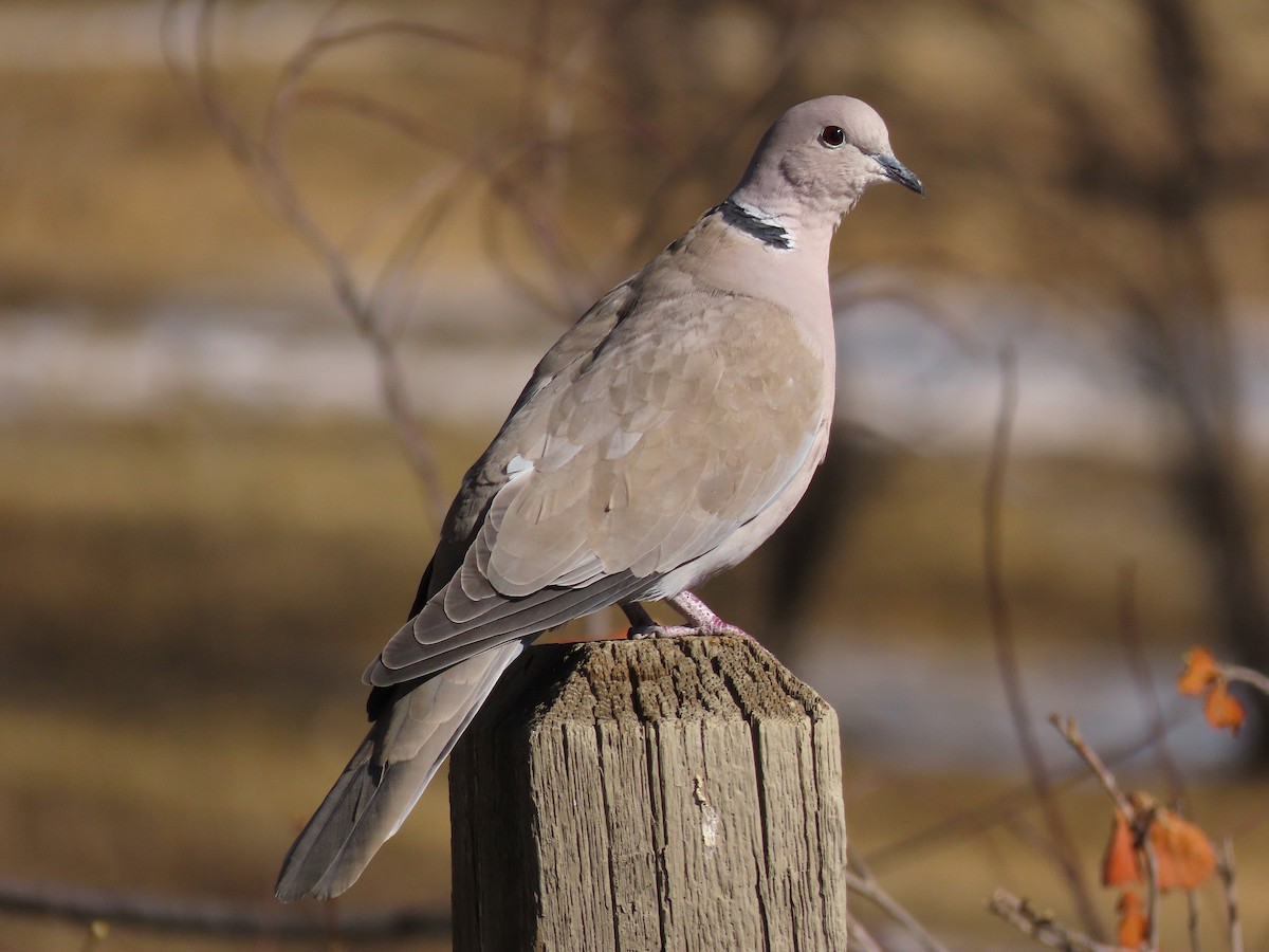 Eurasian Collared-Dove - ML313084321