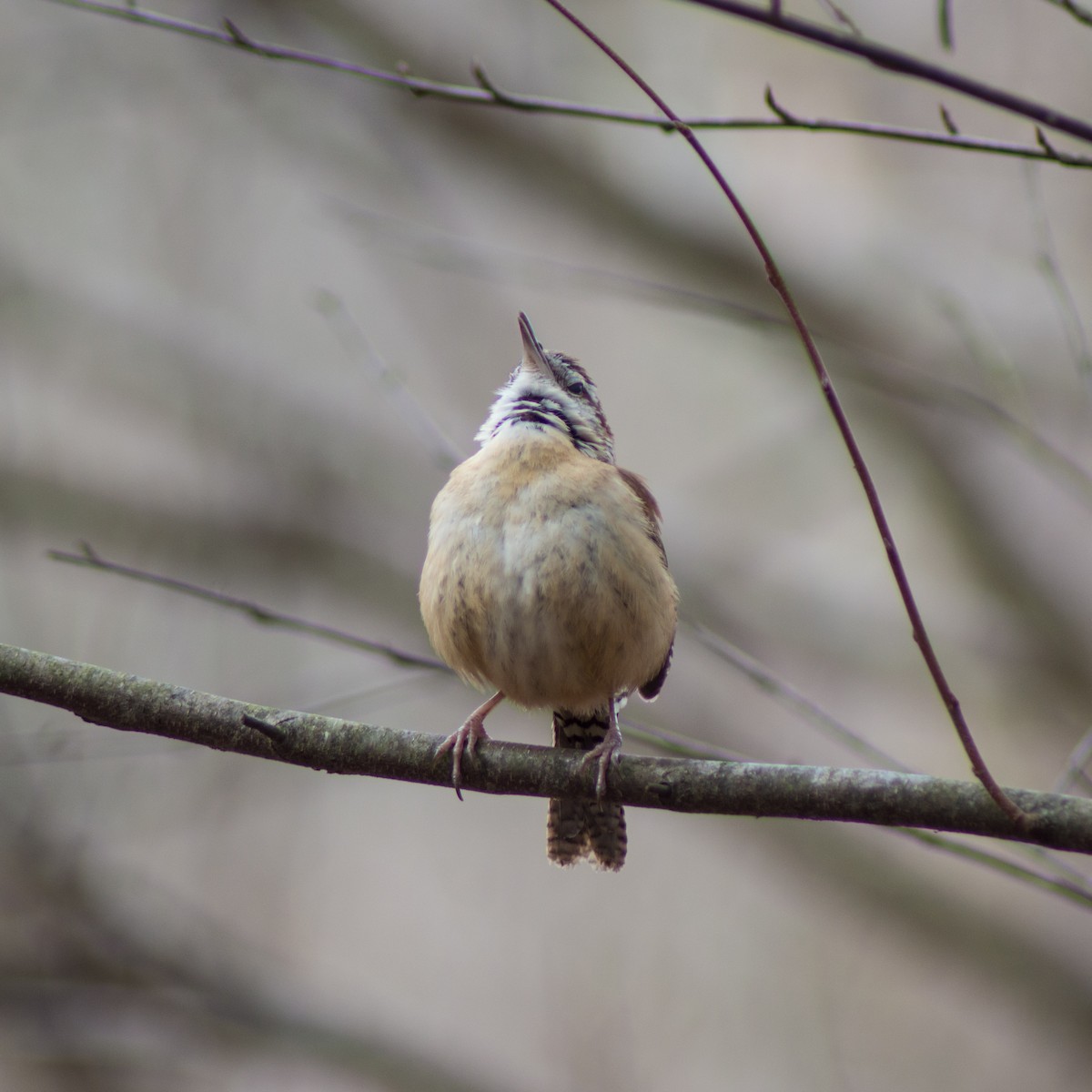 Carolina Wren - ML313085081