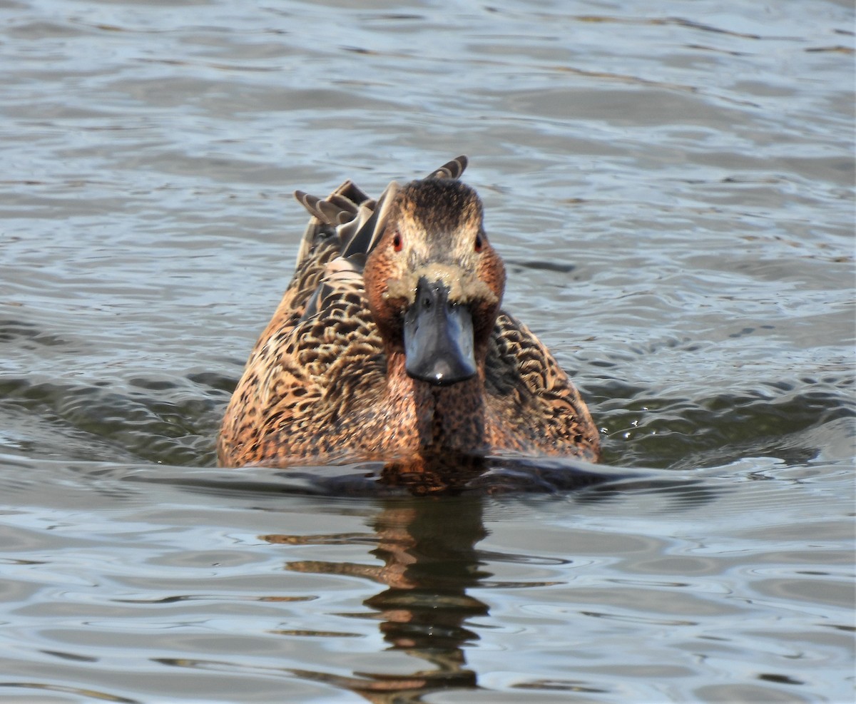 Blue-winged x Cinnamon Teal (hybrid) - Rick Bennett