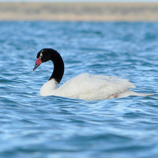 Black-necked Swan - ML313085831