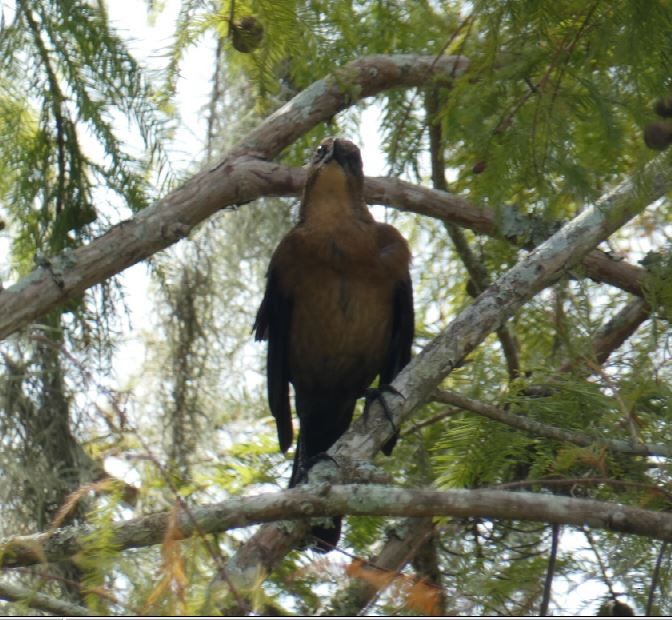 vlhovec člunoocasý (ssp. westoni) - ML313086051