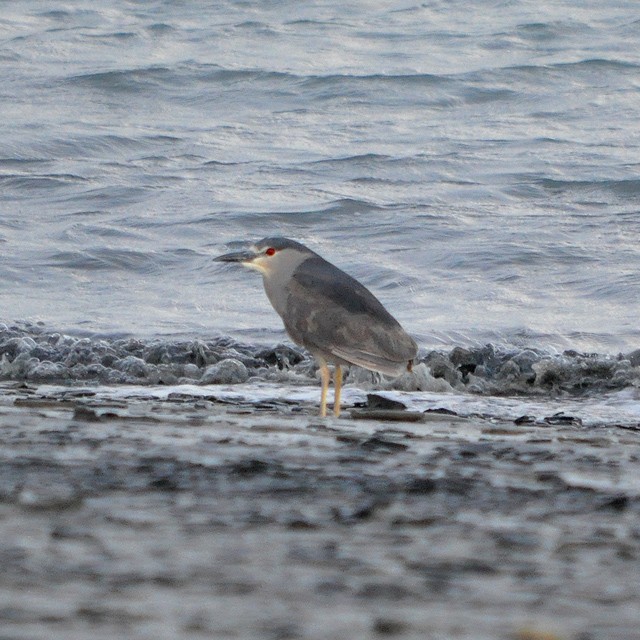 Black-crowned Night Heron - ML313086081