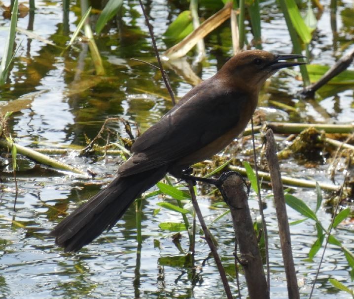 vlhovec člunoocasý (ssp. westoni) - ML313086161